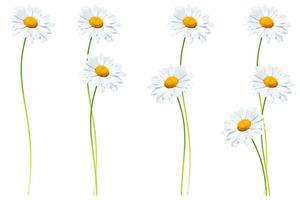 daisies summer white flower isolated on white background photo