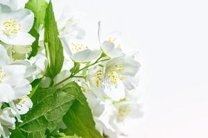 White jasmine The branch delicate spring flowers photo