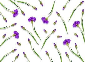 Bright flowers cornflowers isolated on white background. photo