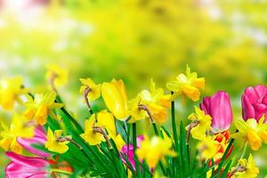 flores de primavera narcisos y tulipanes foto