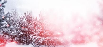 Frozen winter forest with snow covered trees. photo