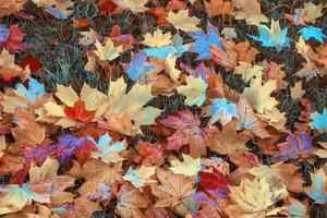 Autumn background with bright colorful leaves. photo