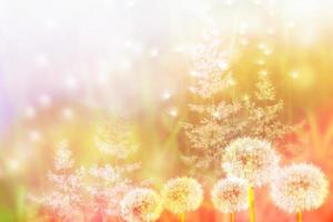 Blurred abstract floral background from the seeds of a dandelion flower and grass. photo