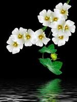 colorful bright flowers mallow isolated on black background photo