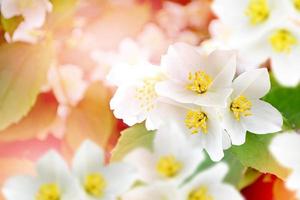 Spring landscape with delicate jasmine flowers. White flowers photo