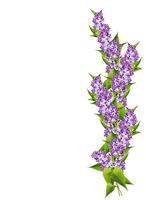 spring flowers  lilac isolated on white background photo
