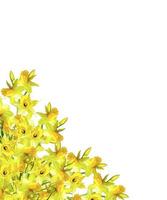 spring flowers narcissuses isolated on white background photo