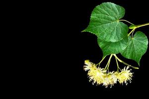 Sprig of linden blossoms isolated on black background. photo