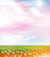 Chamomile field. Photo. photo