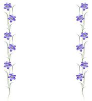 spring flowers snowdrops isolated on white background. photo