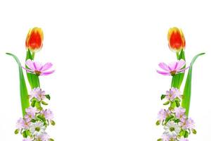 tulip. Flowering branch of apple isolated on a white background. photo