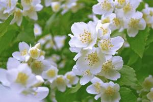 White jasmine The branch delicate spring flowers photo