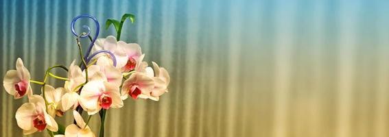 Bright and colorful blossoming orchid flowers. Floral background. photo