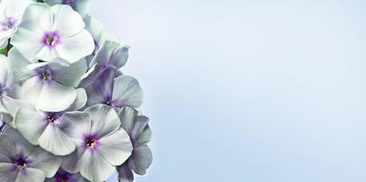 Bouquet of summer flowers phlox. Floral background. photo