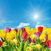 Spring flowers tulips on the background of blue sky with clouds photo