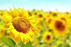 Beautiful sunflower field in summer. yellow flowers photo