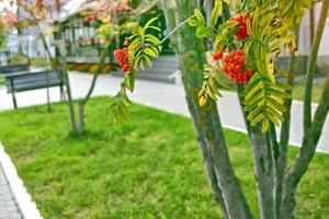 Bunches of colorful berries of mountain ash on a background of the autumn landscape photo