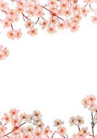 branch of cherry blossoms isolated on white background. photo