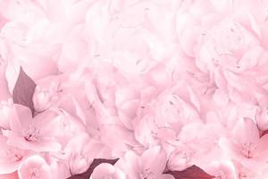 Pink Floral background. photo