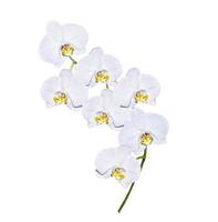 Orchid flower isolated on white background. photo