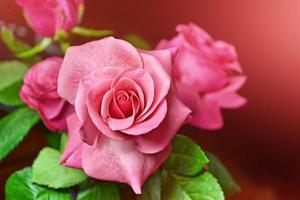 Colorful flower buds of roses on a background summer landscape. photo