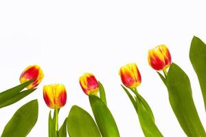 spring colorful flowers tulips. floral collection. photo