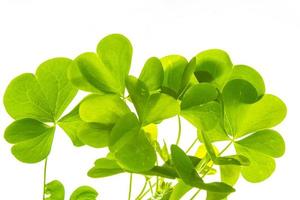 hojas de trébol verde aislado sobre fondo blanco. Día de San Patricio foto