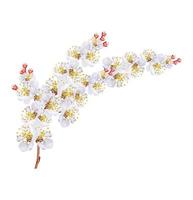 Flowering branch apricot isolated on a white background. Spring Flower. photo