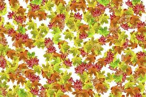 autumn leaves isolated on white background photo