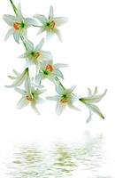 lily flowers isolated on white background photo