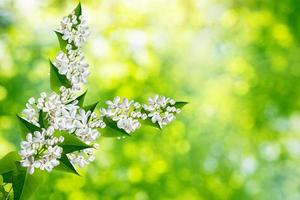 Spring landscape. Fragrant branch of beautiful flowers lilac. photo