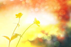 bright yellow flowers buttercups photo