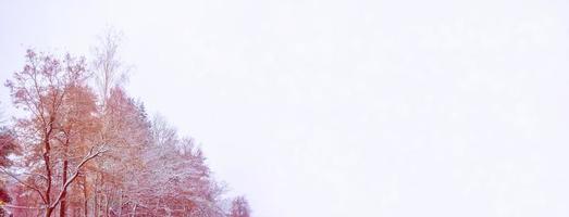 Frozen winter forest with snow covered trees. photo