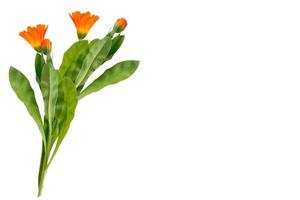 Bright marigold flowers isolated on white background. photo