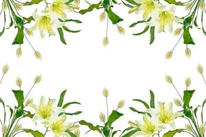 Bright lily flowers isolated on white background. photo