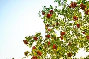 Rowan tree, summer day photo