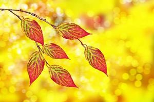 autumn landscape with bright colorful foliage. Indian summer. photo