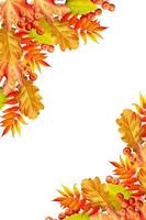 Colorful autumn foliage isolated on white background. Indian summer. photo