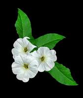 petunia flowers isolated on black background photo