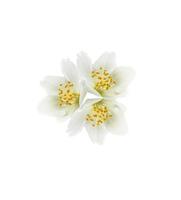 branch of jasmine flowers isolated on white background. spring photo