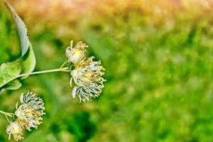 Sprig of flowering linden tree on the background of the spring landscape. photo