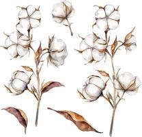 Watercolor rustic cotton flowers, Cotton plant boll realistic set vector