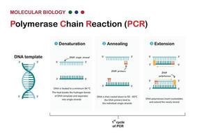 Molecular biology present principle and process of polymerase chain reaction  or PCR technique for DNA amplification vector