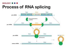 Biological diagram present process of  RNA splicing for remove intron, non coding region, out from mRNA after DNA transcription process vector