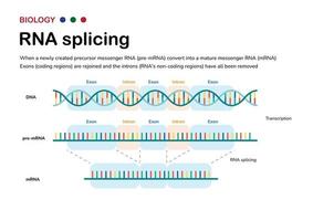 diagrama que muestra el proceso biológico del empalme de rna para eliminar el intrón después de la transcripción y producir mrna vector