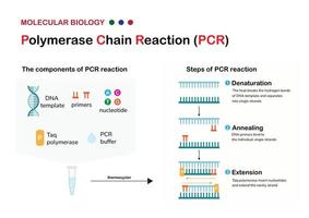 Molecular biology present component principle and process of polymerase chain reaction  or PCR technique for DNA amplification vector