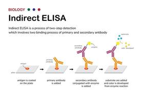 Biological diagram explain process of indirect ELISA as the two step detection of antibody and antigen vector