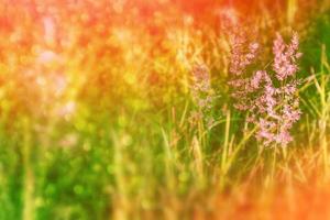 Blurred image of grass. photo