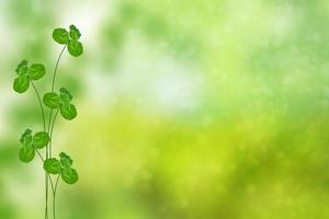 Green clover leaves on a background summer landscape photo