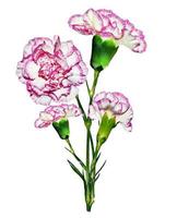 carnation flowers isolated on white background photo